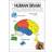 The Human Brain Coloring Book (Coloring Concepts Series) (Paperback, 1985)