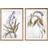 Dkd Home Decor Painting Botanical plants (50 x 2 x 70 cm) (2 pcs) Framed Art