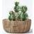 Homescapes Echinocactus Artificial Cactus in Round Wooden Planter, 15 cm Tall Artificial Plant