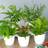 Very Indoor House Plant Collection Perfect Or