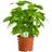 Very Arabica 1 Plant Live Plant Tree