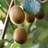 You Garden Self-Fertile Kiwi 'Jenny'