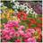 GardenersDream Rhododendrons Bushy Shrubs Colourful