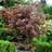 Acer You Garden Potted Palmatum Atropurpureum