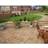 Marshalls Heritage Riven Yorkstone Paving Slab 450 x 450 x 38 mm 8.91m2 pack