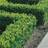 GardenersDream 5 Box Hedging Plants 20-40Cm Sempervirens