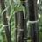 YouGarden Black Bamboo Phyllostachys Nigra