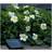 GardenWize Solar Frangipani Flower String String Light