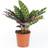 GardenersDream Calathea Insignis Rattlesnake Plant