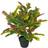 Leaf Codiaeum Multicoloured House Artificial Plant