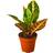 House Plant Shop Croton Petra