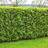 GardenersDream Prunus Rotundifolia Cherry Laurel Hedging Plant 9cm