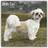 Avonside Shih Tzu Calendar 2024