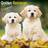 Avonside Golden Retriever Puppies Wall Calendar 2024