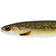 Westin BullTeez Shadtail 24cm Natural Pike