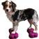 FITPAWS Mini K9FITbone Balance Training Platform 2-pack