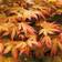 You Garden Acer Palmatum 'Orange Dream'