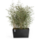 Ecopots Plant Pot 26x60x40cm