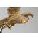 Kare Design Animal Parrot Gold Pendant Lamp 51cm