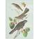 East Urban Home Tempered Glass Selection of Birds By John James Audubon Chopping Board 28.5cm