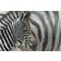 Latitude Run Zebra Foal White/Grey/Silver Wall Decor 45.7x30.5cm