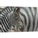 Latitude Run Zebra Foal White/Grey/Silver Wall Decor 45.7x30.5cm